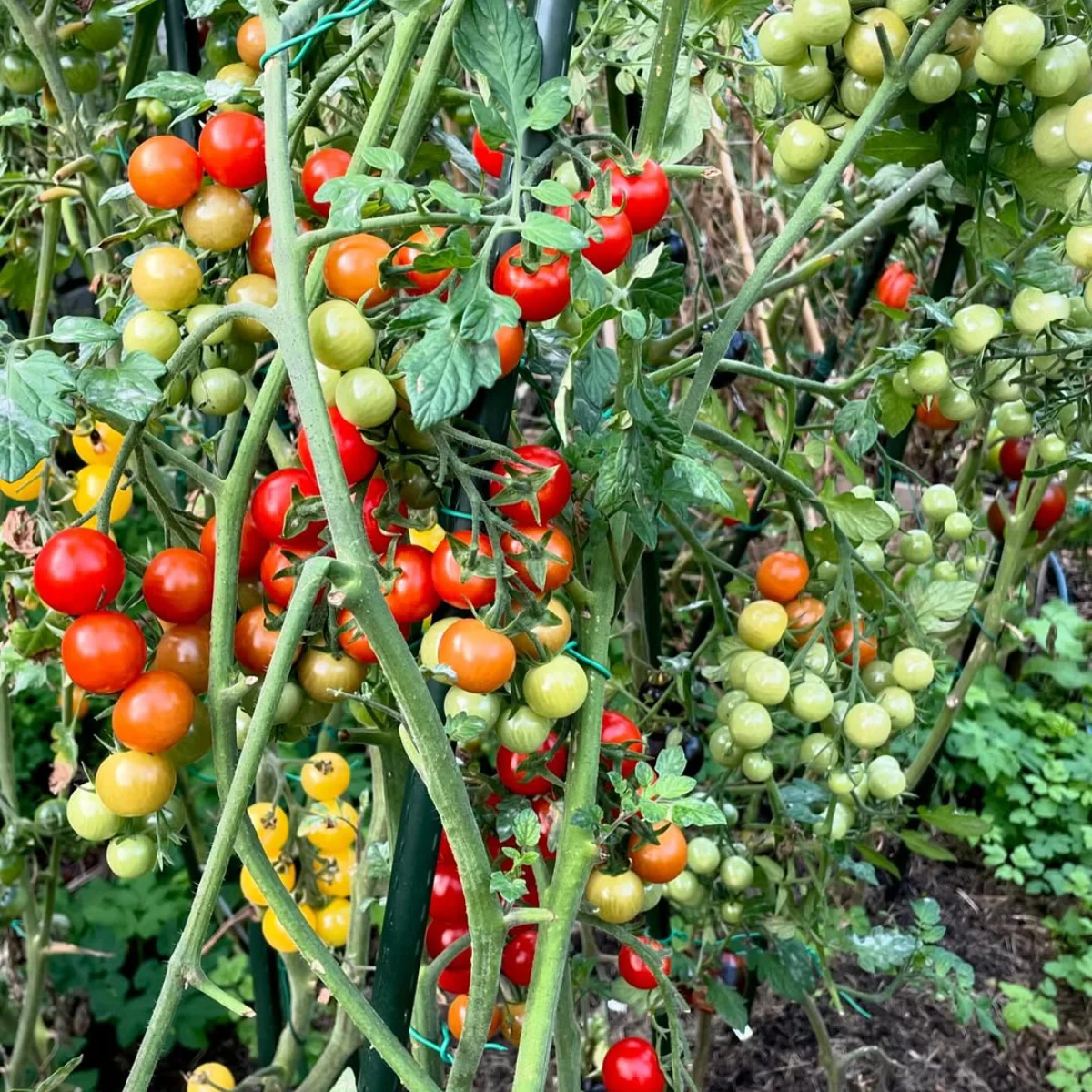 Sayuran tomat warna merah, kuning, dan hijau.